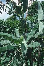 Banana plant.