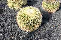 Hotel cactus garden,