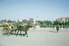 Tonga at Herat